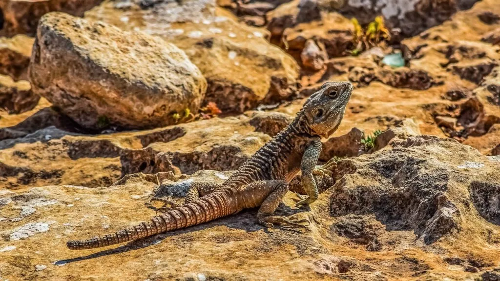 reptile, nature, lizard
